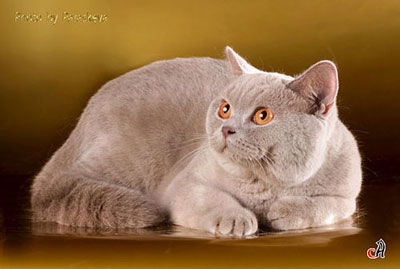 Лиловая британская кошка, фото