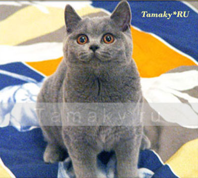 голубая британская кошка фото