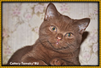 британская кошка окраса циннамон TISSA Tamaky*RU из питомника TAMAKY*RU на фотографии 5 мес.