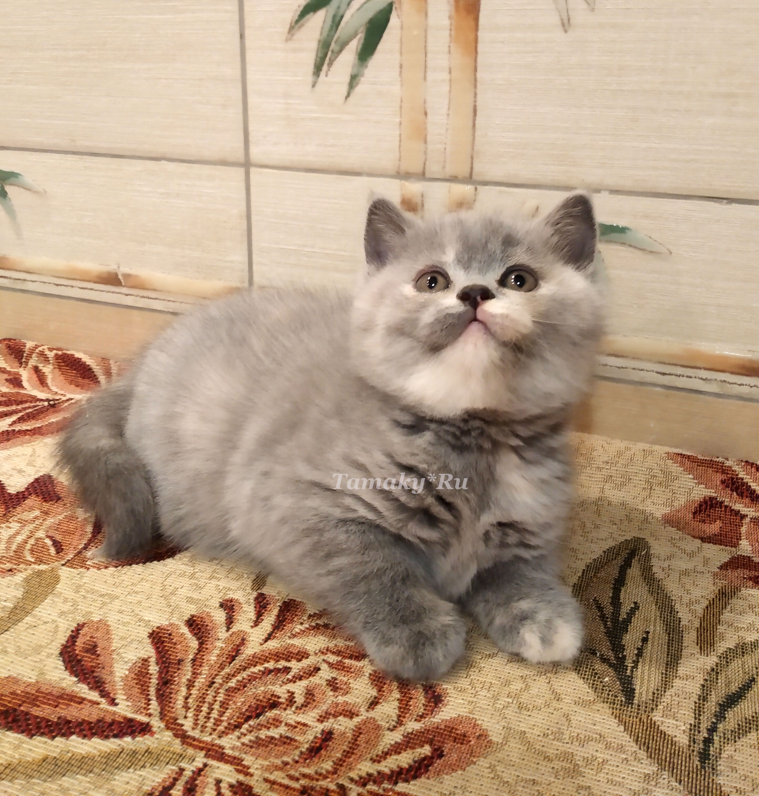Продам британскую кошку котенка голубокремку из питоника в москве TAMAKY*RU 